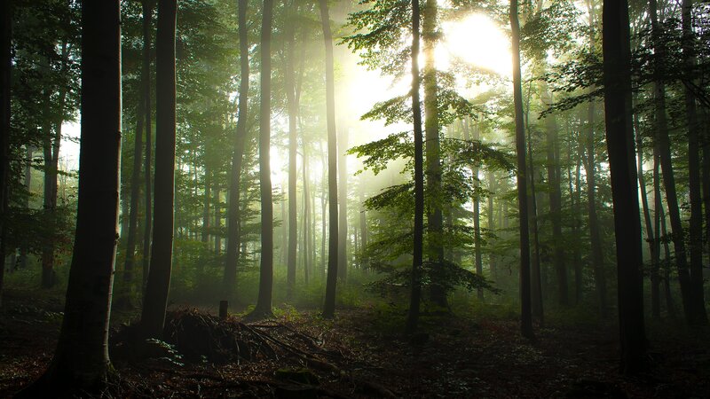Sunlight through forest mist