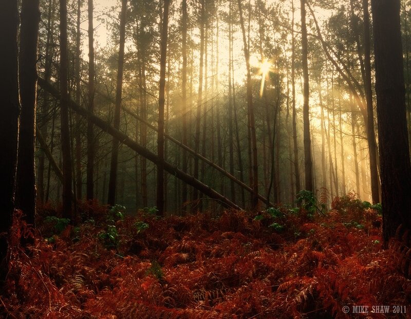 Sunlight through forest mist