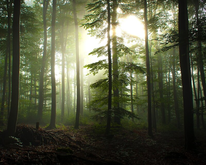 Sunlight through forest mist