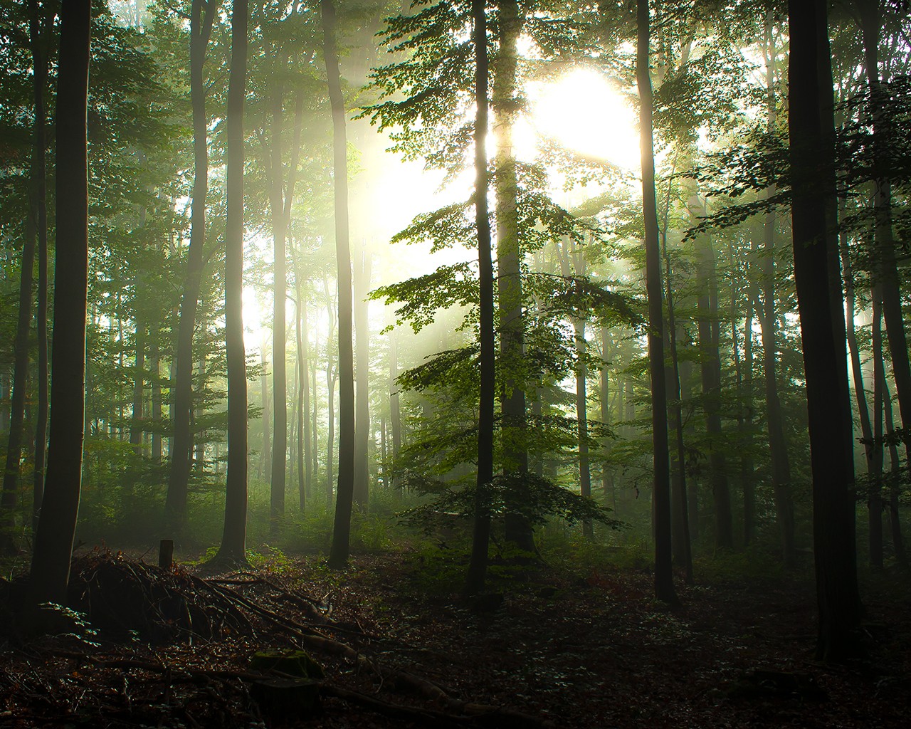 Sunlight through forest mist