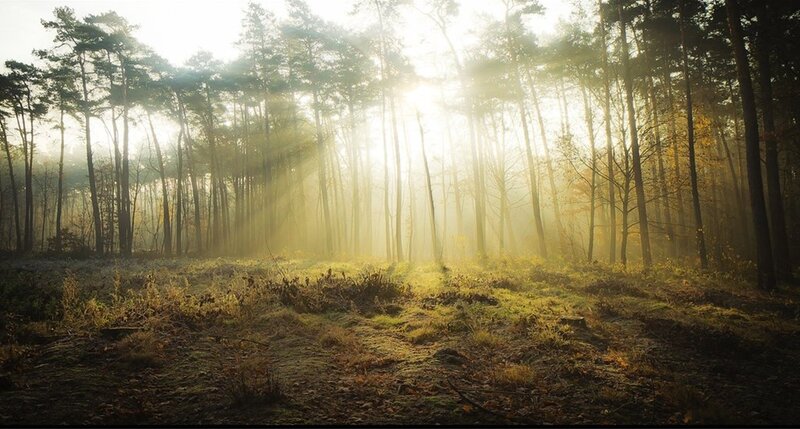 Sunlight through forest mist