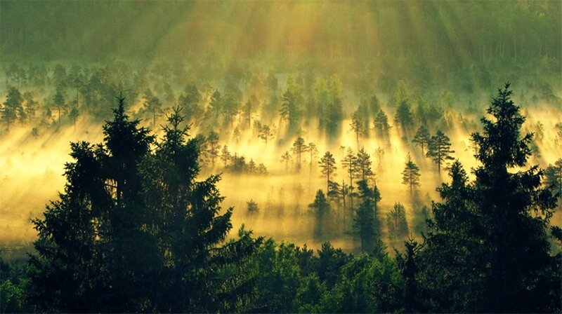 Sunlight through forest mist