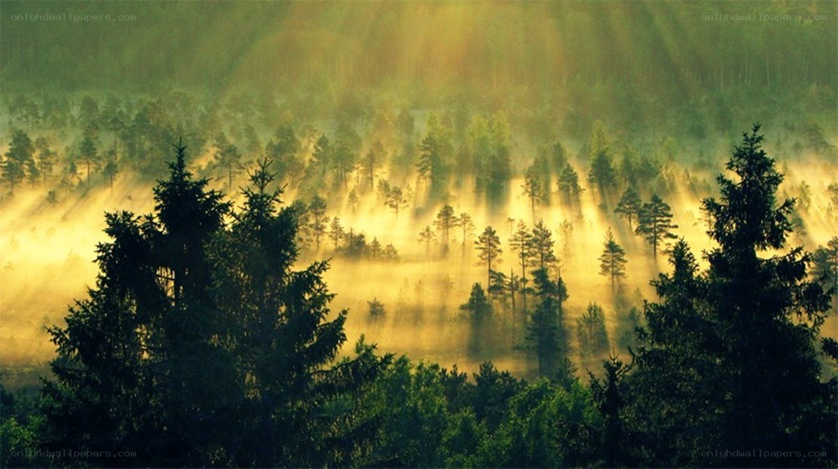 Sunlight through forest mist