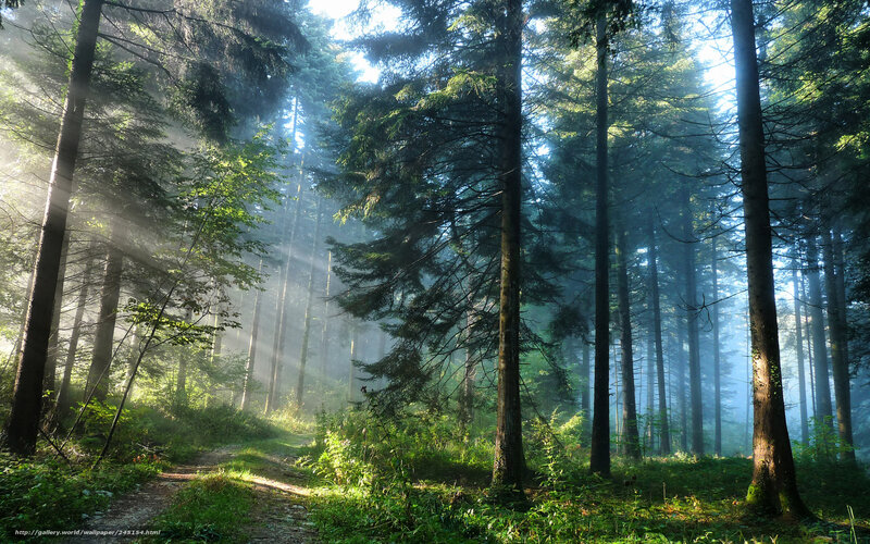 Sunlight through forest mist