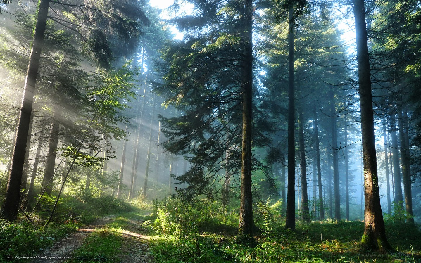 Sunlight through forest mist