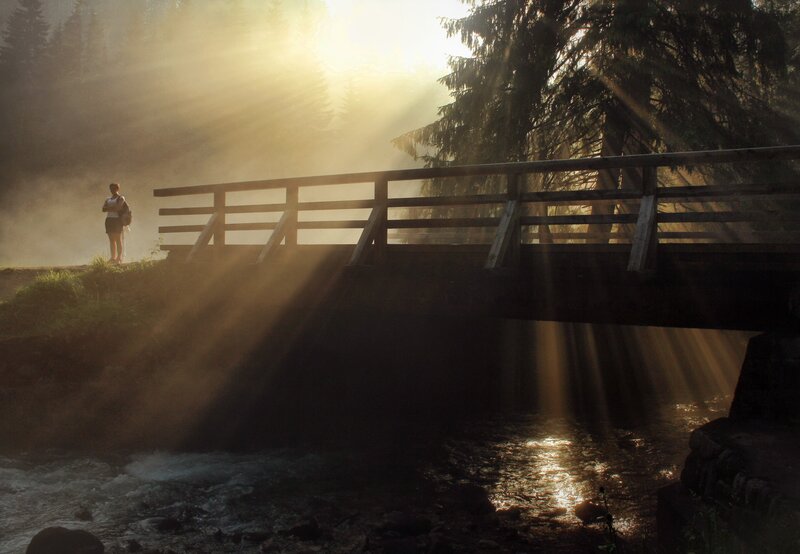 Sunlight through forest mist