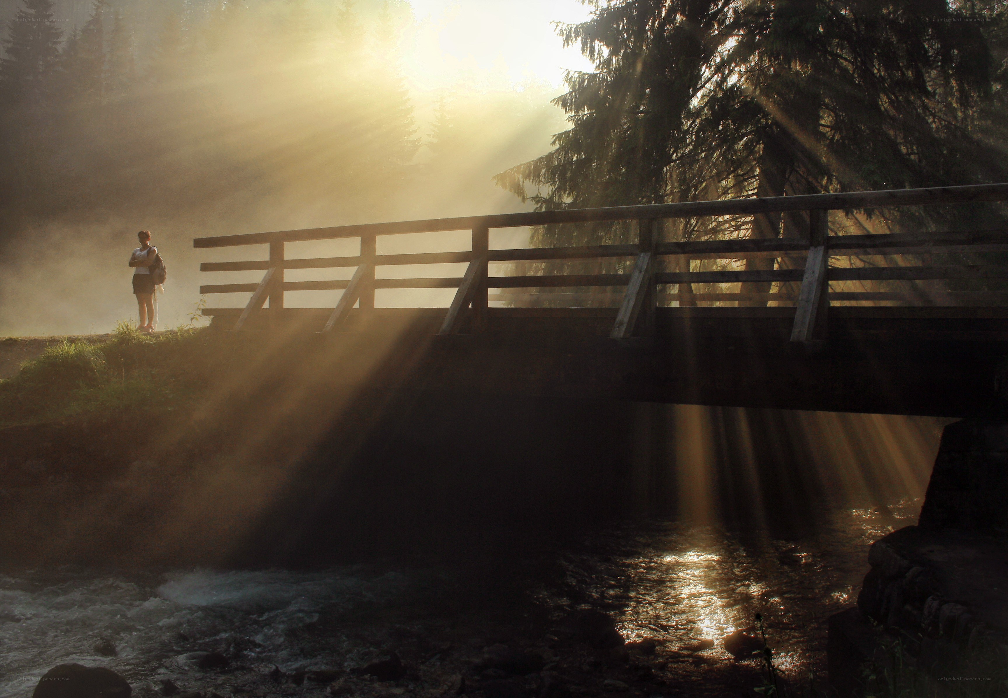 Sunlight through forest mist
