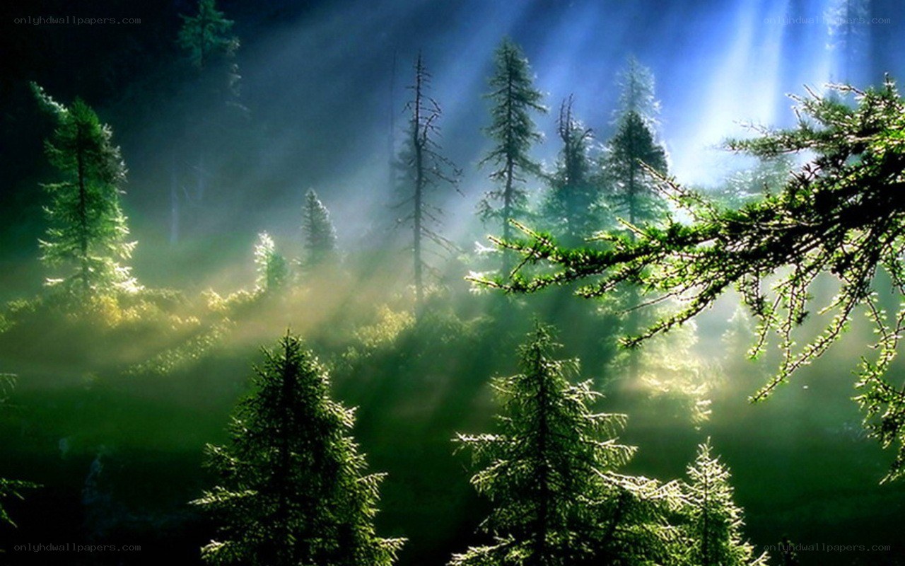 Sunlight through forest mist