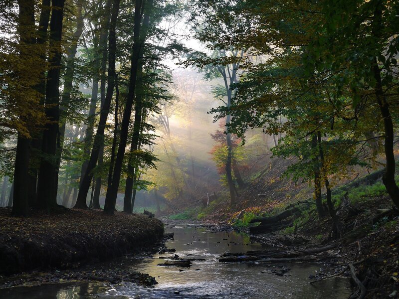 Sunlight through forest mist