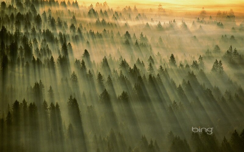 Sunlight through forest mist
