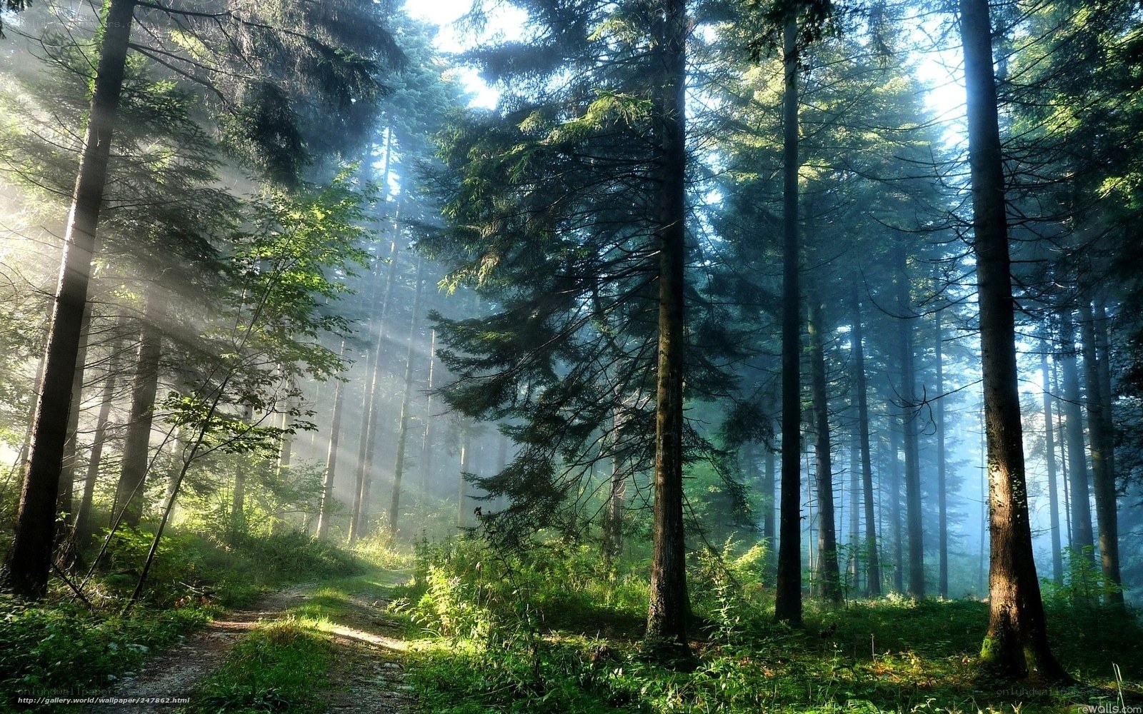 Sunlight through forest mist