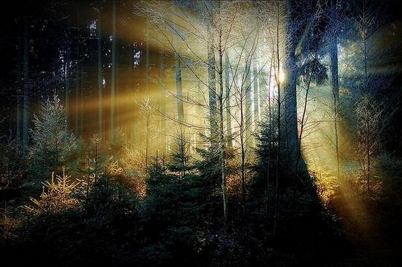 Sunlight through forest mist