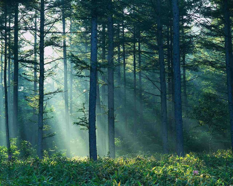 Sunlight through forest mist