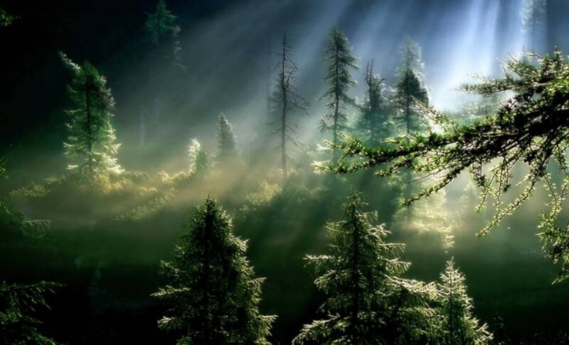 Sunlight through forest mist
