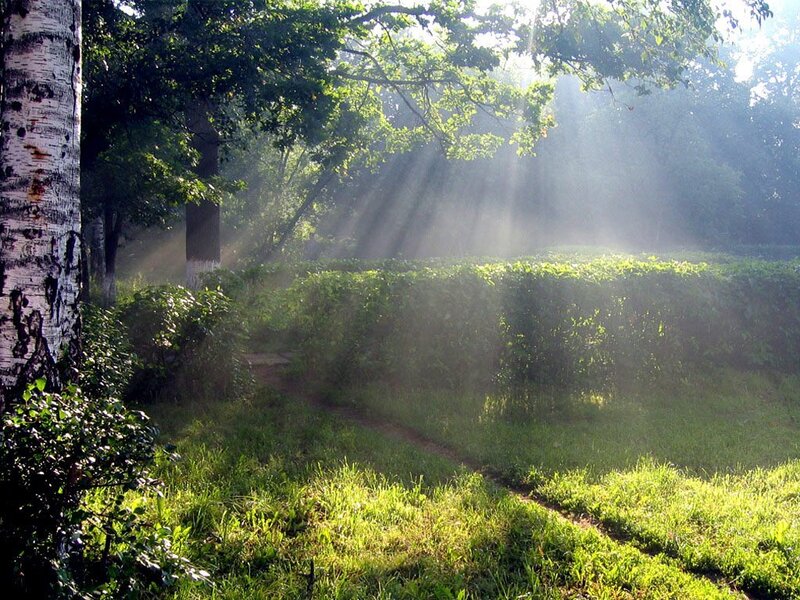 Sunlight through forest mist