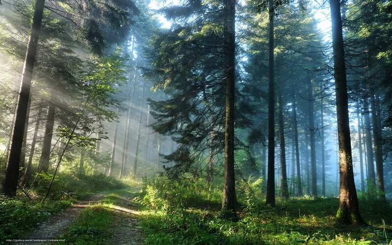 Sunlight through forest mist