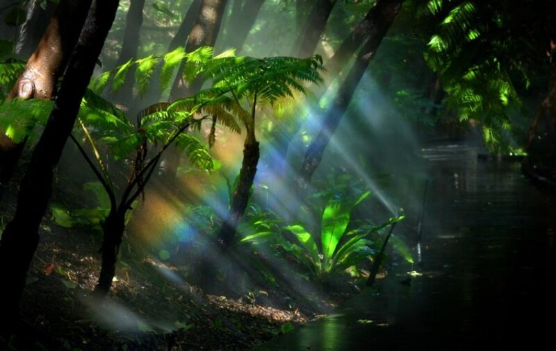 Sunlight through forest mist