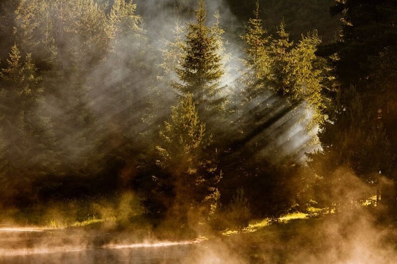 Sunlight through forest mist