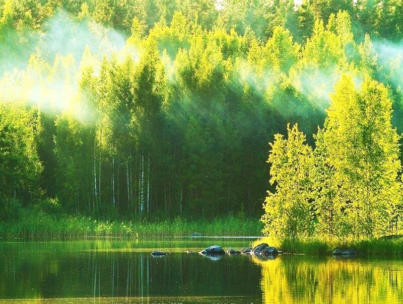 Sunlight through forest mist
