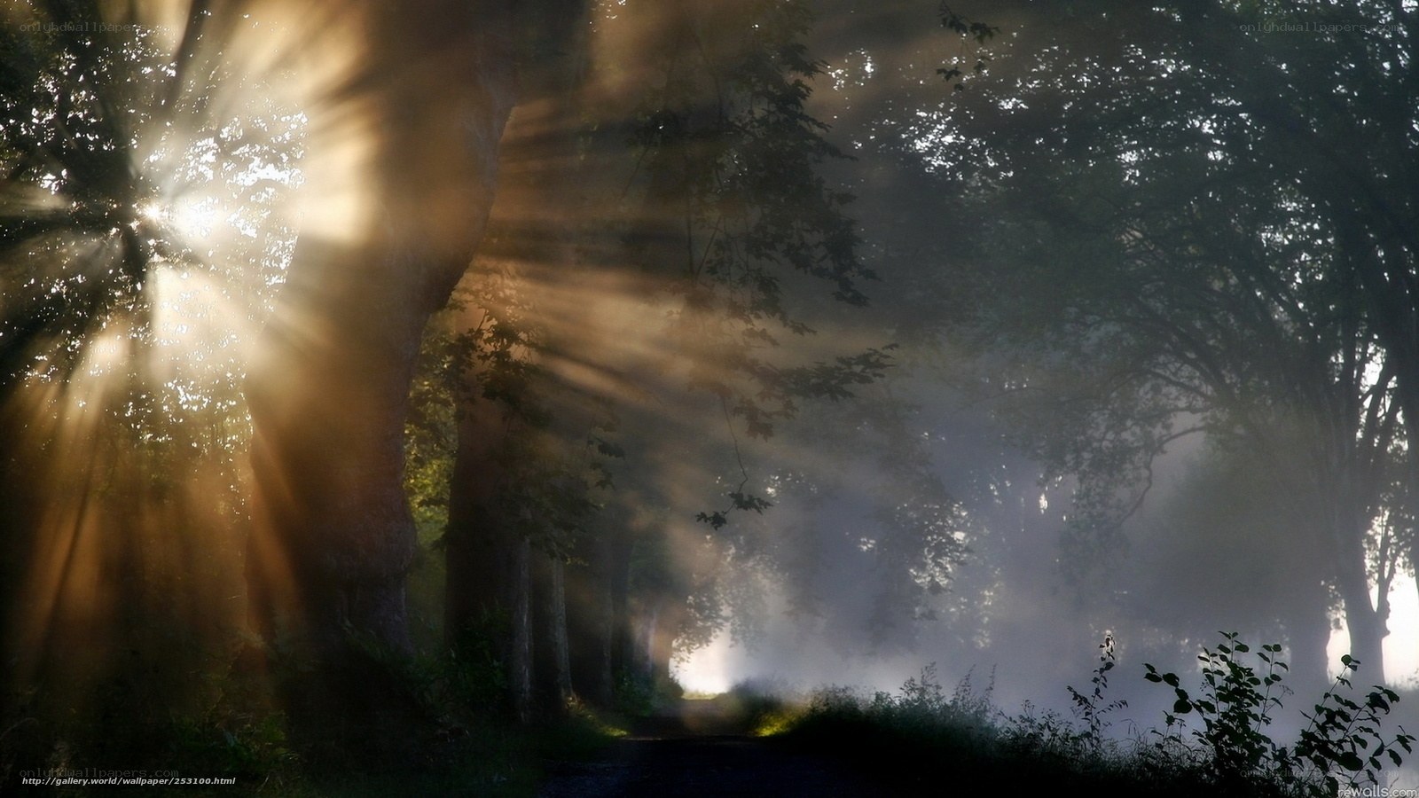 Sunlight through forest mist
