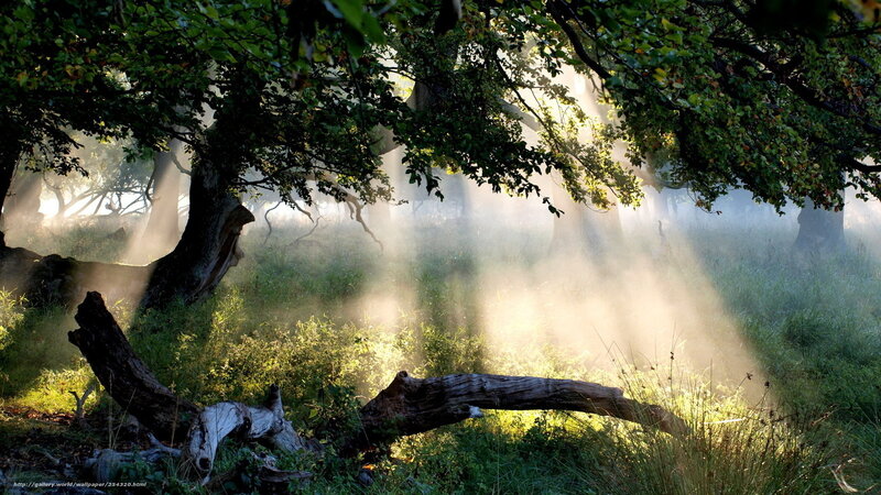 Sunlight through forest mist