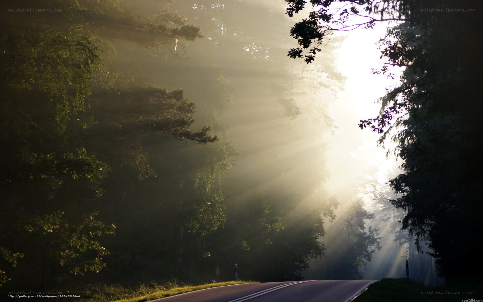 Sunlight through forest mist