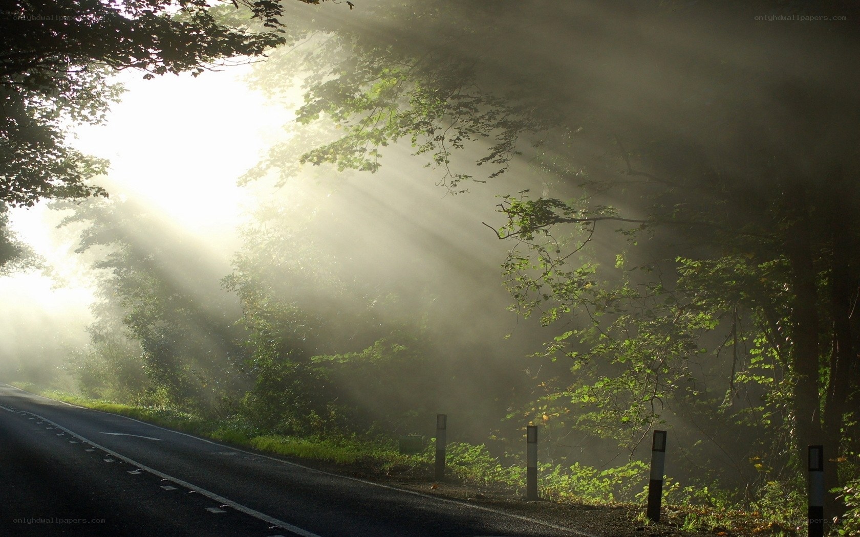 Sunlight through forest mist