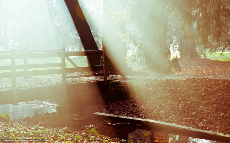 Sunlight through forest mist