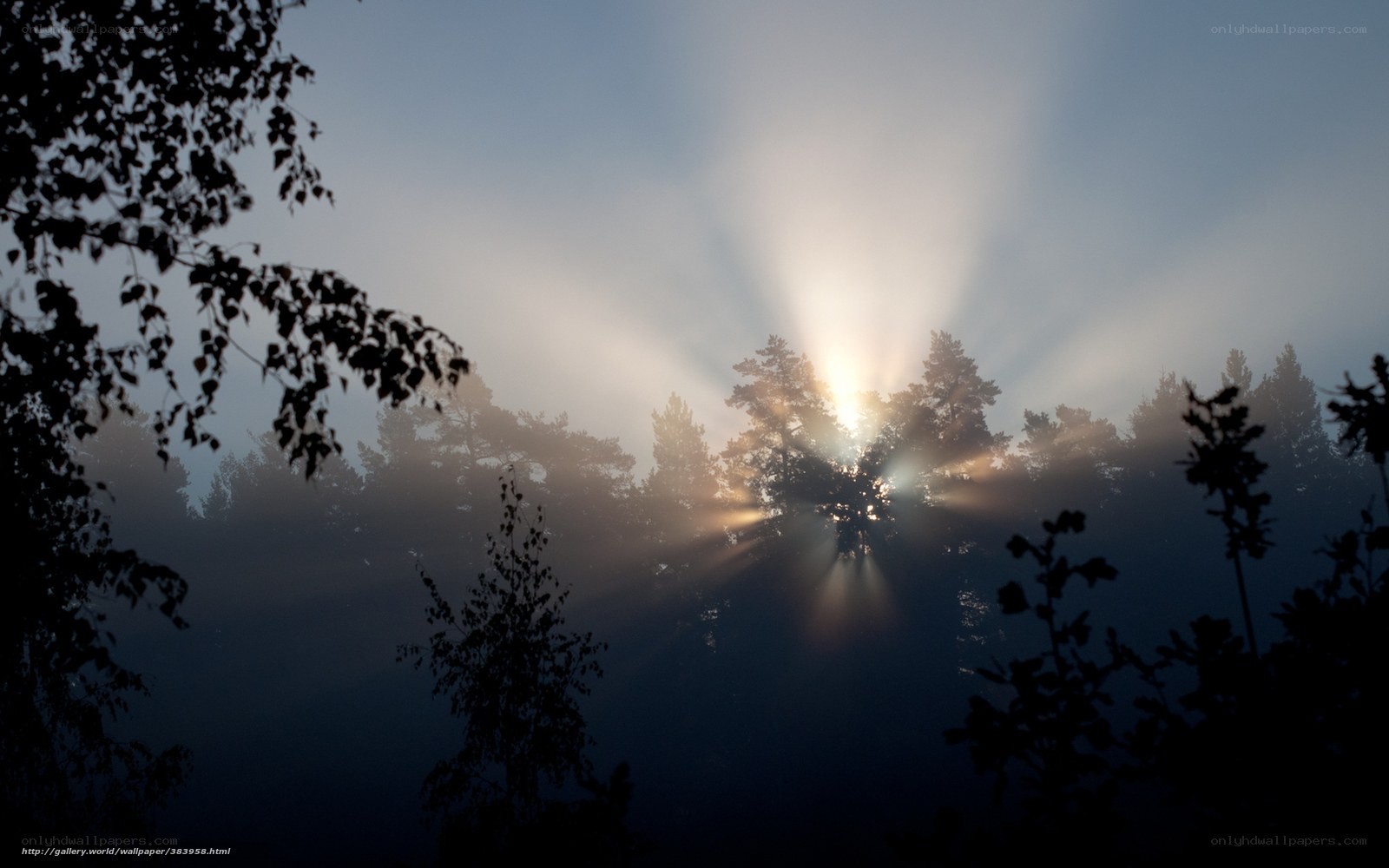 Sunlight through forest mist
