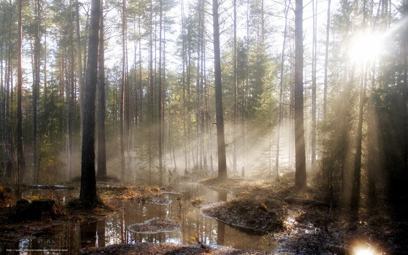 Sunlight through forest mist