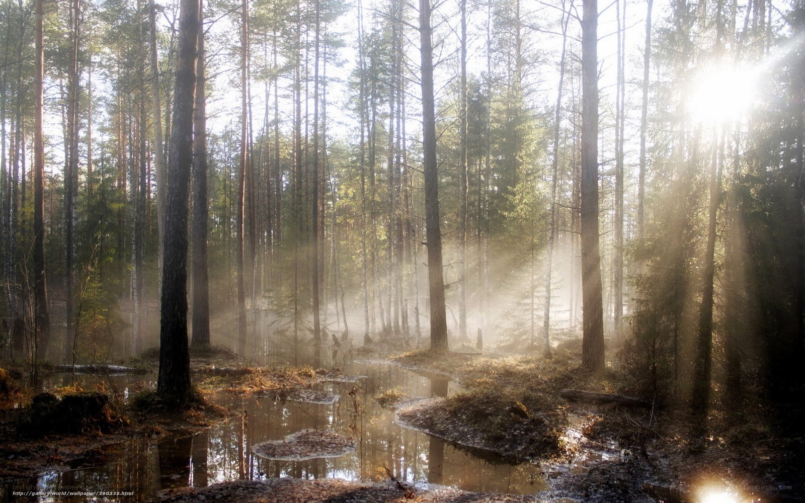 Sunlight through forest mist