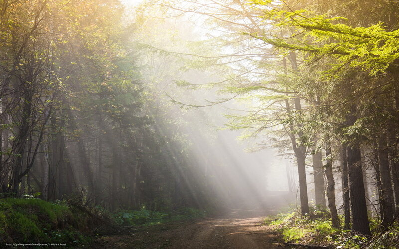 Sunlight through forest mist