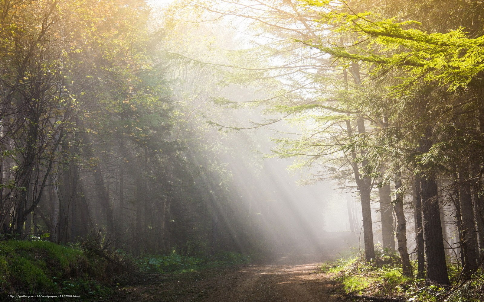 Sunlight through forest mist