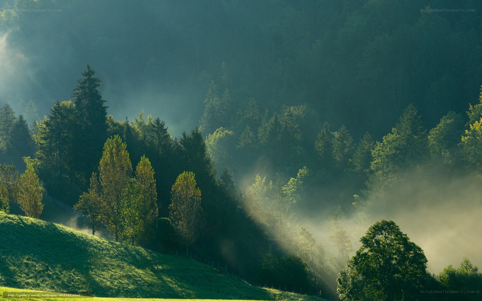 Sunlight through forest mist