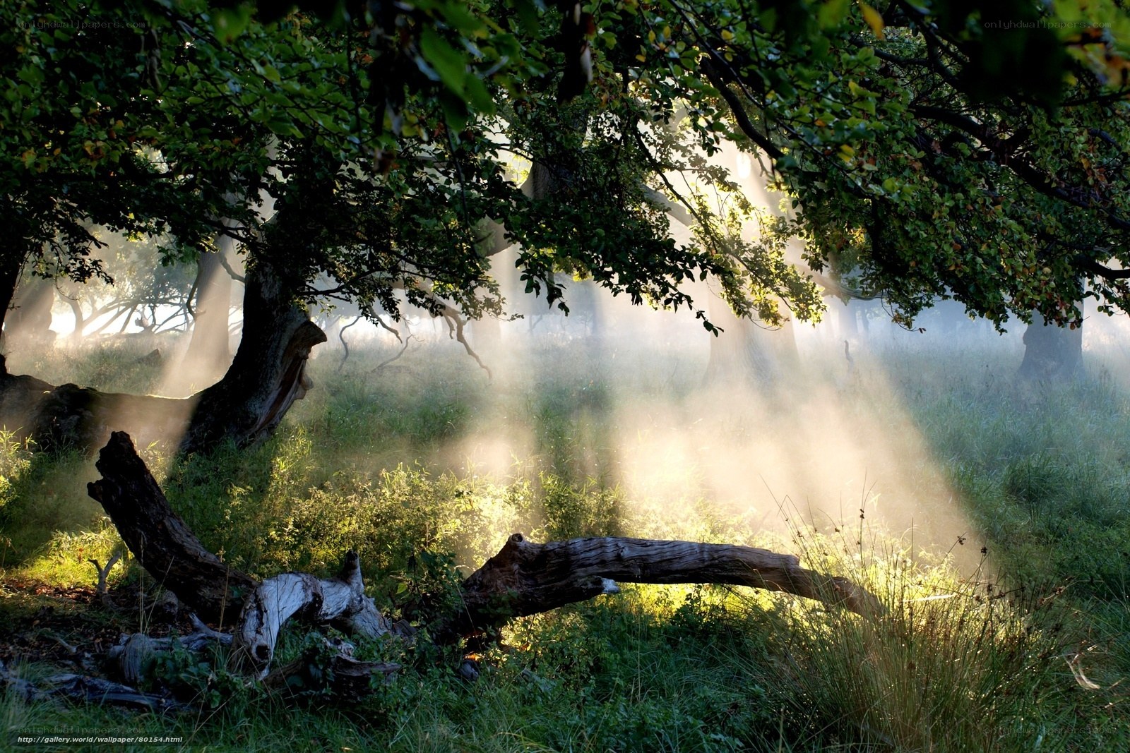 Sunlight through forest mist