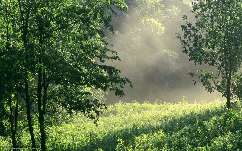 Sunlight through forest mist