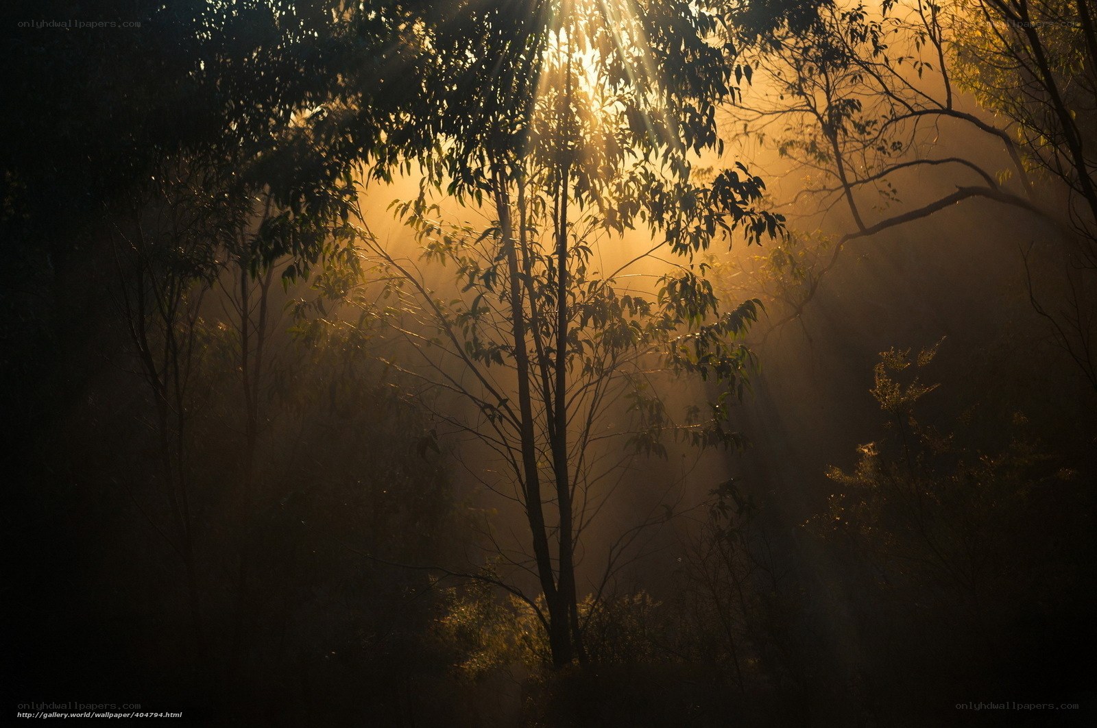 Sunlight through forest mist