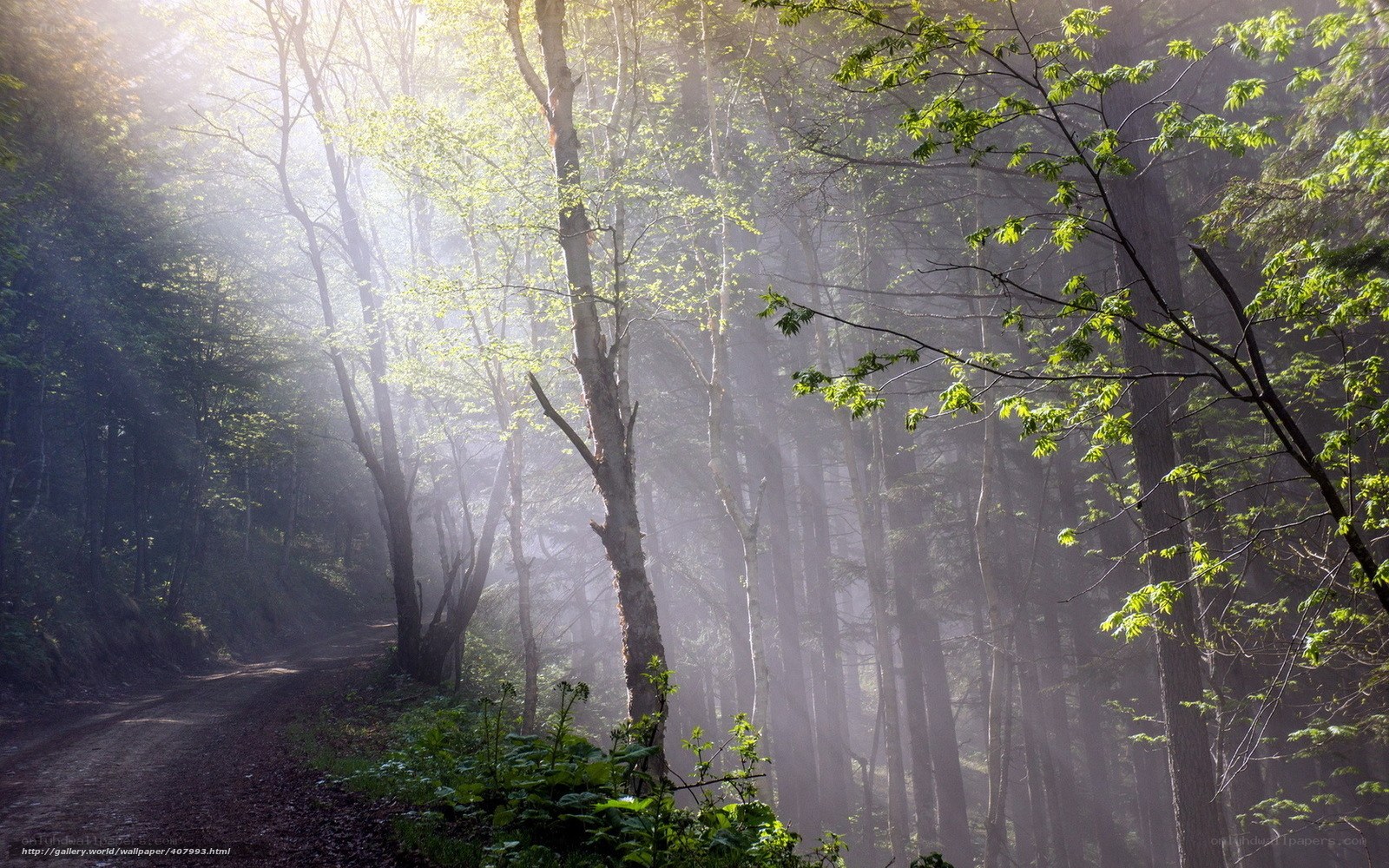 Sunlight through forest mist
