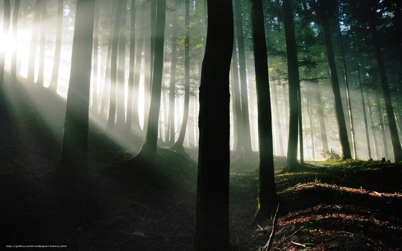 Sunlight through forest mist