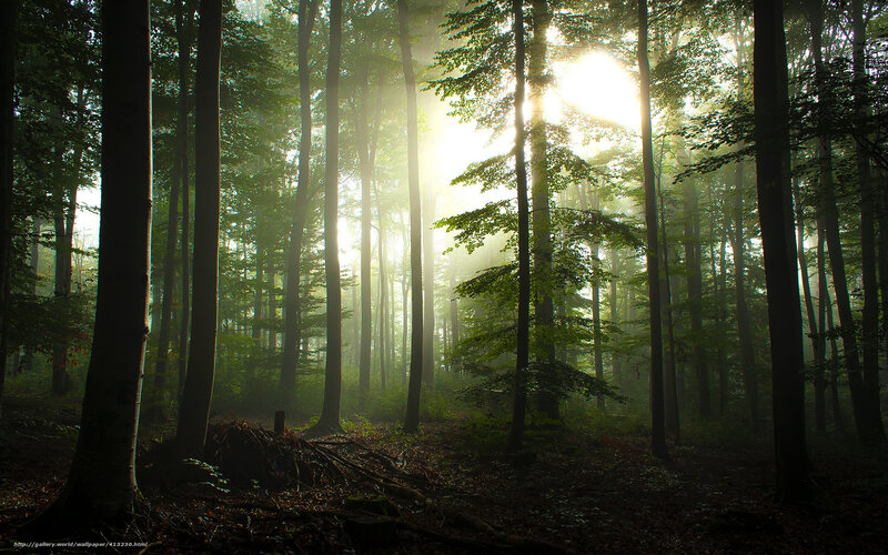Sunlight through forest mist