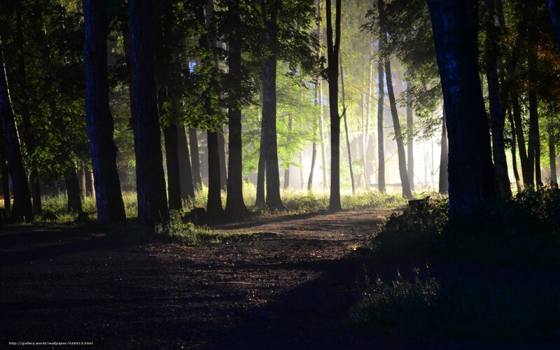 Sunlight through forest mist