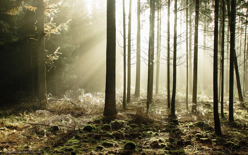 Sunlight through forest mist