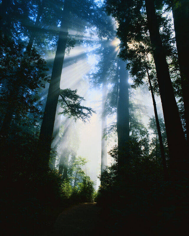 Sunlight through forest mist