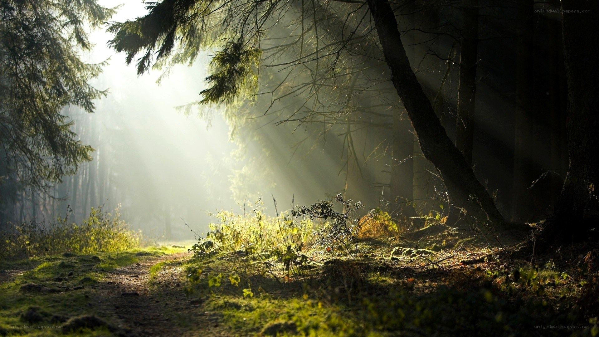 Sunlight through forest mist