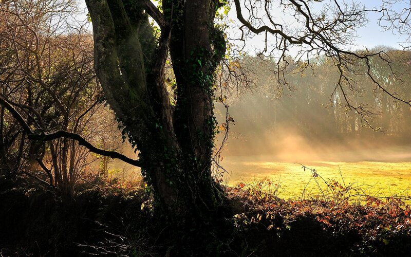 Sunlight through forest mist