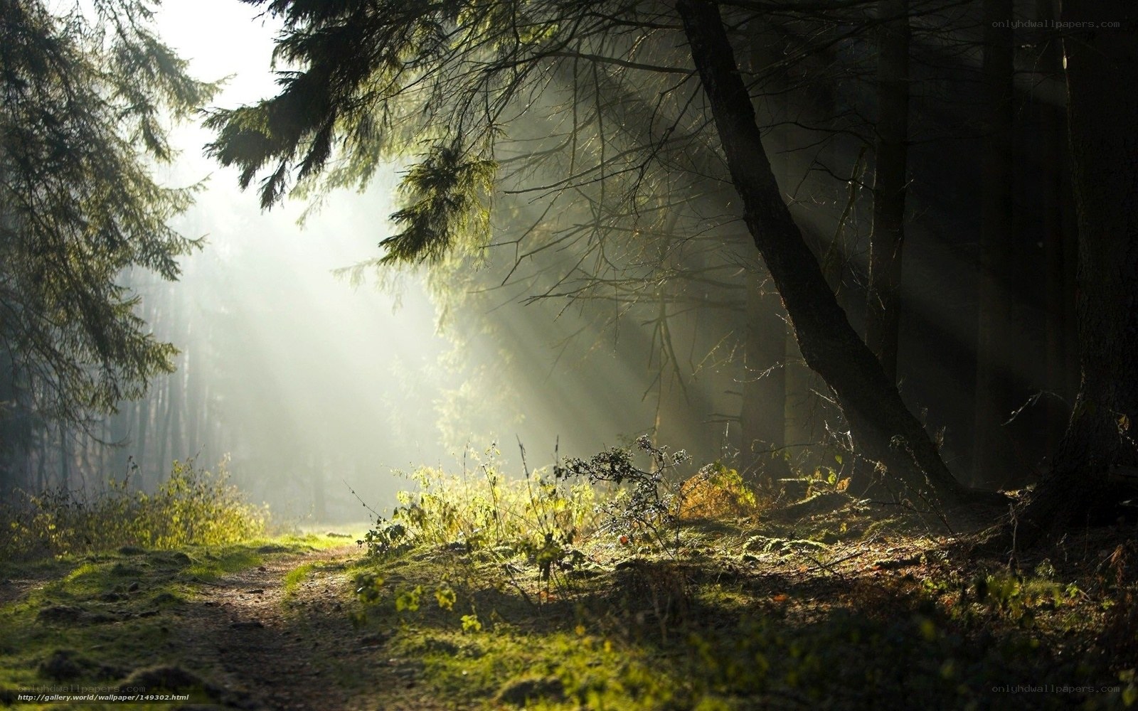 Sunlight through forest mist