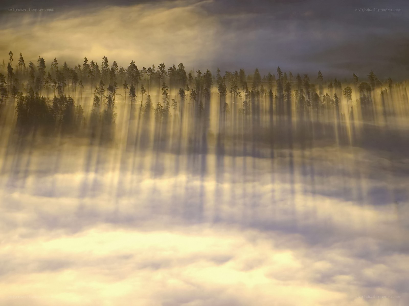 Sunlight through forest mist