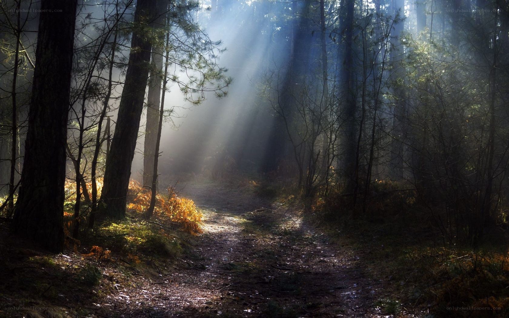 Sunlight through forest mist