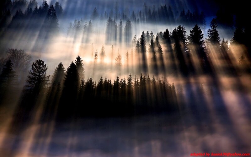 Sunlight through forest mist