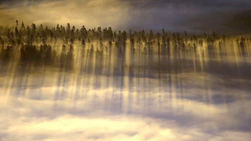 Sunlight through forest mist